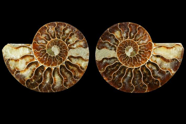 Sliced Ammonite Fossil - Agatized #116793